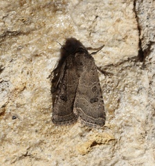 Protorthodes oviduca