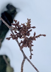 Eriophyes betulae