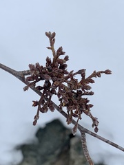 Eriophyes betulae