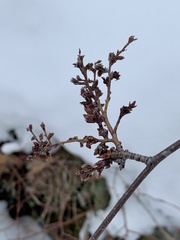 Eriophyes betulae