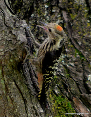 Leiopicus mahrattensis