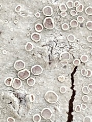 Lecanora albella