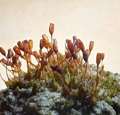 Pterygoneurum ovatum