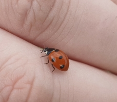 Coccinella algerica