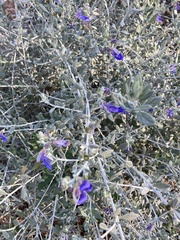 Magnoliopsida