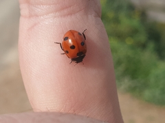 Coccinella algerica