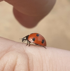 Coccinella algerica