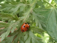 Coccinella algerica