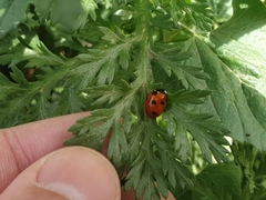 Coccinella algerica