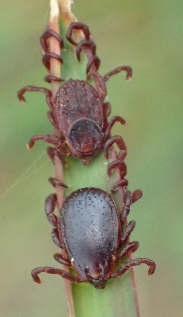 Pepper Ticks from Buffalo Trails, South Cape DC, South Africa on ...