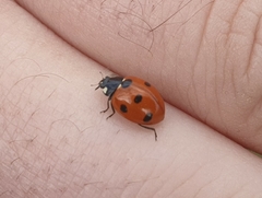 Coccinella algerica