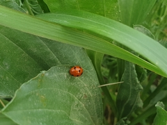 Coccinella algerica