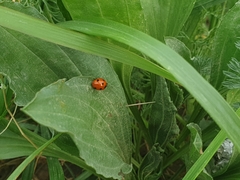 Coccinella algerica