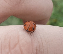 Coccinella algerica
