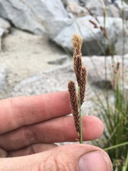 Carex congdonii
