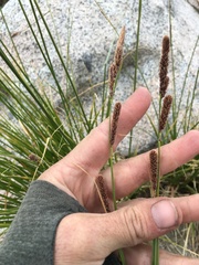 Carex congdonii