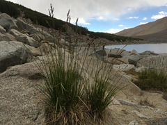 Carex congdonii
