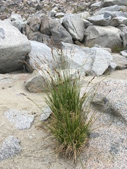 Carex congdonii