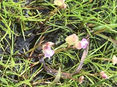 Utricularia uliginosa