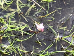 Utricularia uliginosa