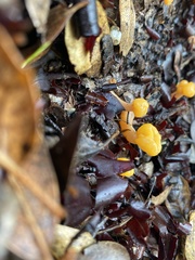 Cudonia spathulata