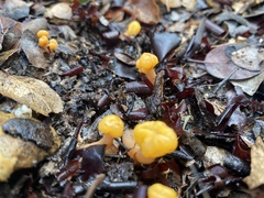 Cudonia spathulata
