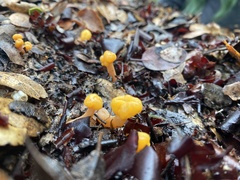 Cudonia spathulata