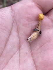 Cudonia spathulata