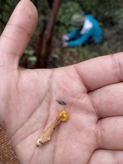 Cudonia spathulata
