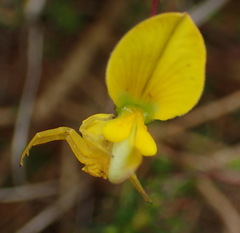 Aspalathus biflora longicarpa