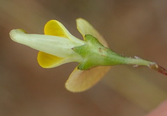 Aspalathus biflora longicarpa