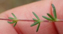 Aspalathus biflora longicarpa