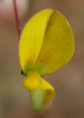 Aspalathus biflora longicarpa