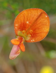 Aspalathus biflora longicarpa