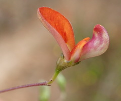 Aspalathus biflora longicarpa