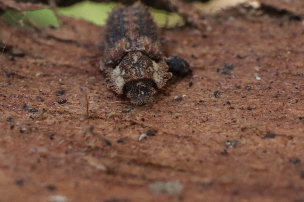 Endophloeus