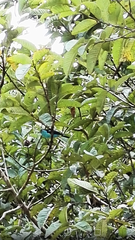 Dacnis lineata