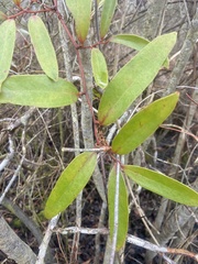 Smilax laurifolia
