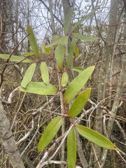 Smilax laurifolia