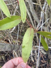 Smilax laurifolia