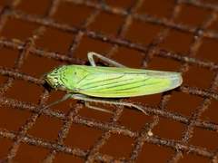 Syncharina argentina