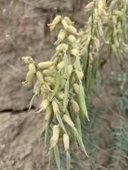 Astragalus collinus
