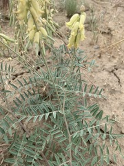 Astragalus collinus