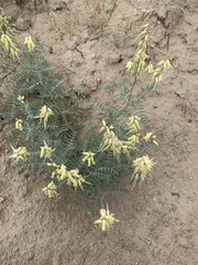 Astragalus collinus