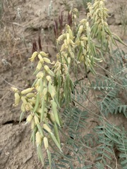 Astragalus collinus