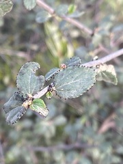 Ceanothus tomentosus olivaceus