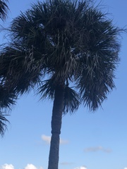 Sabal palmetto