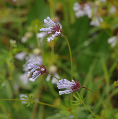 Asperula orientalis