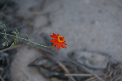 Adenophyllum squamosum