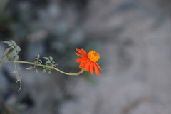 Adenophyllum squamosum